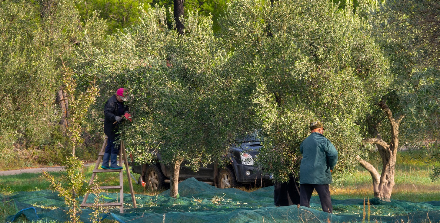 Zeytin Hasadı Nasıl Yapılır?
